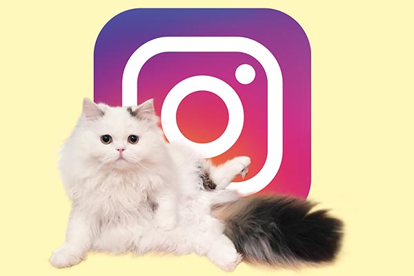 【新刊案内】「猫と楽しむニャンスタグラムのすすめ」記念無料フォトブックも配信中