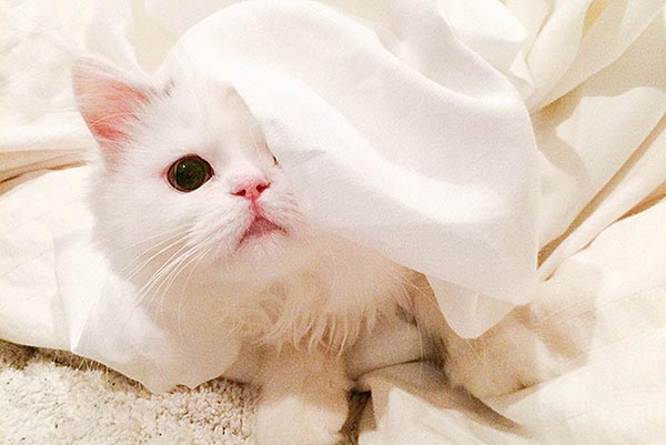 SNSの人気猫、まきゃべり君に聞く! 「Instagramで使えるテクニック」