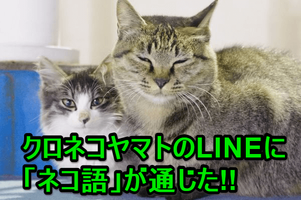 ネコ好き集まれ クロネコヤマトのlineと 猫語 で会話する方法 裏ワザ Webサイト Webサービス できるネット