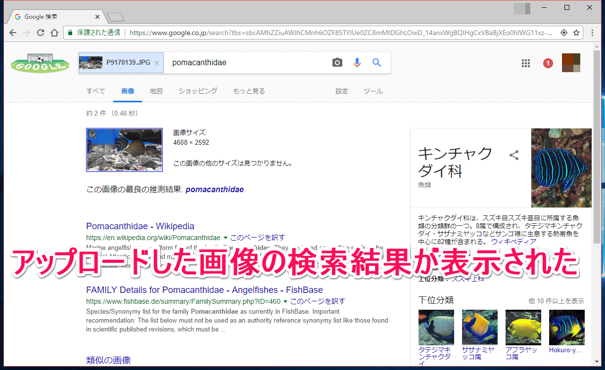 Google画像検索 パソコン Pcで この画像と似た画像 を検索する方法 できるネット